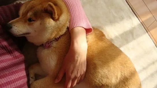 从网红犬到加密传奇：柴犬Kabosu和它引领的MEME文化缩略图